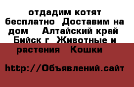 отдадим котят бесплатно. Доставим на дом. - Алтайский край, Бийск г. Животные и растения » Кошки   